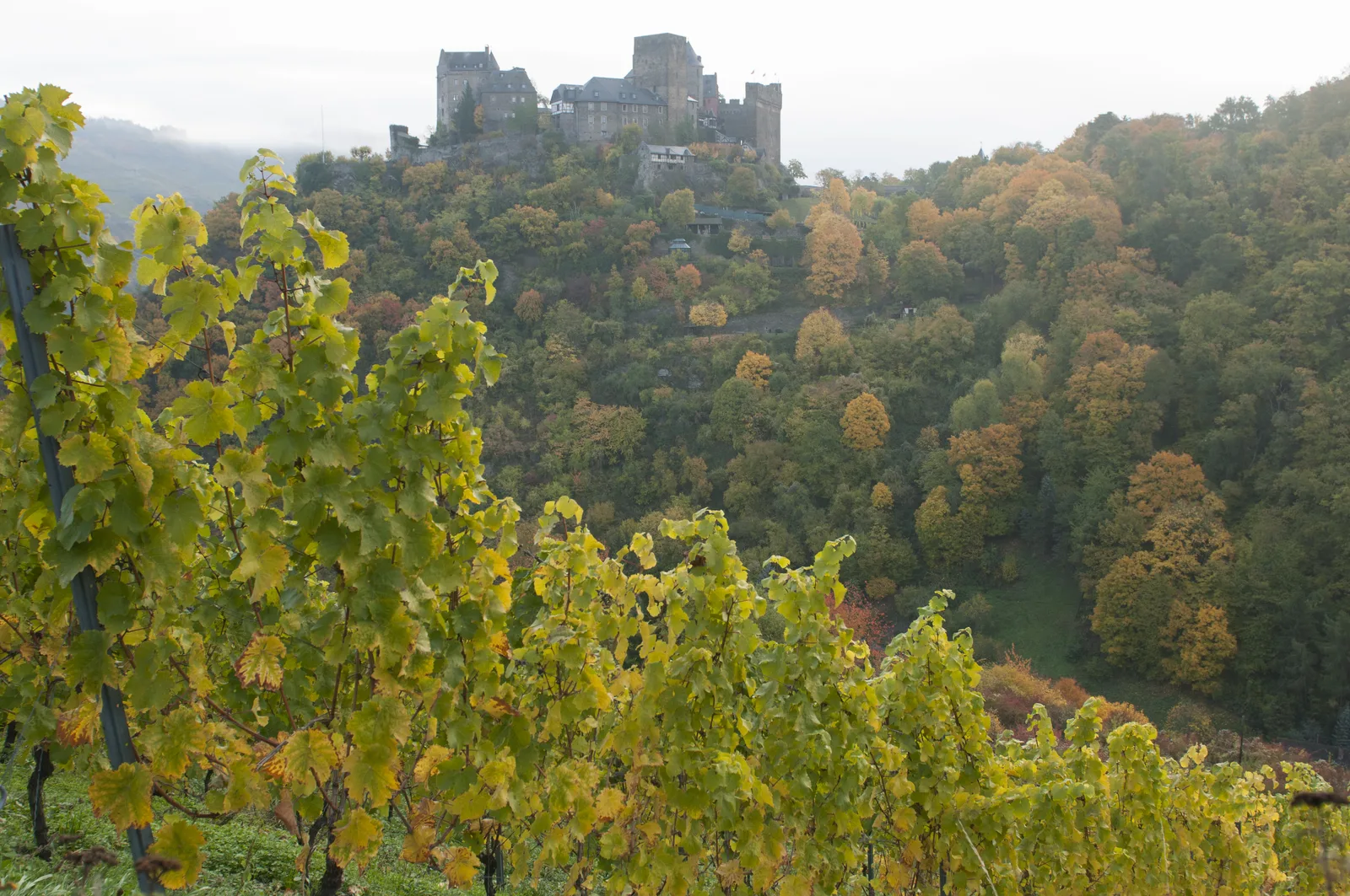 Reben am Mittelrhein mit Burg im Hintergrund